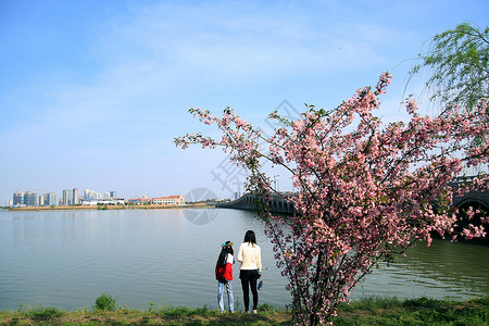 春和景明昆承湖状元桥高清图片