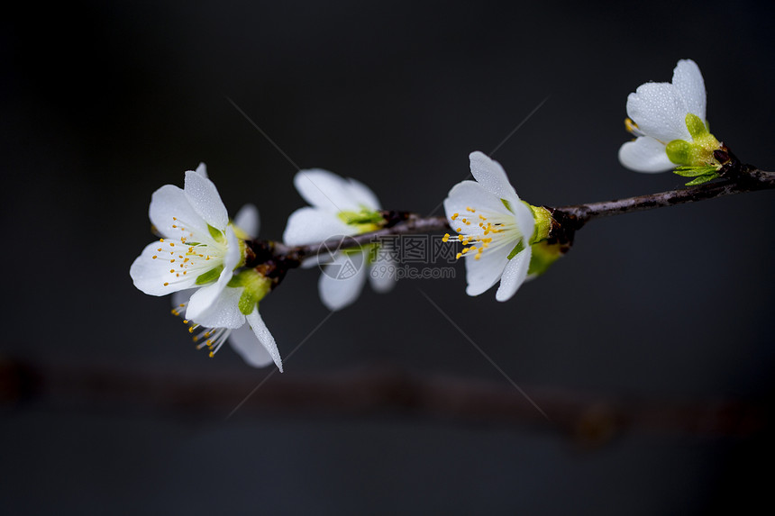 春暖花开图片