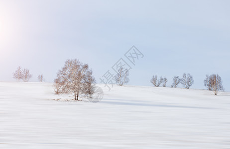 雪地中的树木高清图片