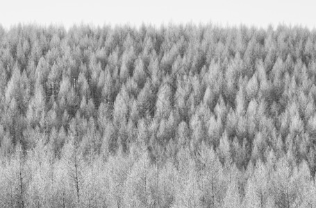 黑白树林素材松树林背景