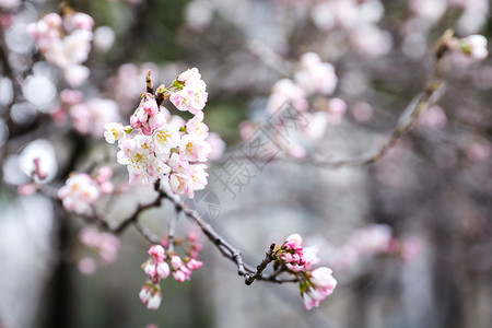 粉红色樱花树樱花背景