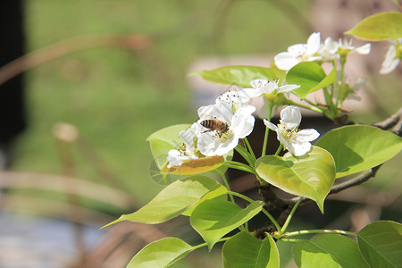 梨花与蜜蜂图片