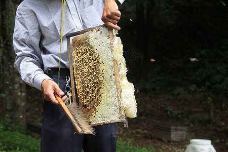 采蜂蜜图片