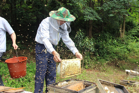 采蜂蜜水白蜂蜜素材高清图片
