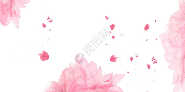 粉色的荷花小清新背景设计图片
