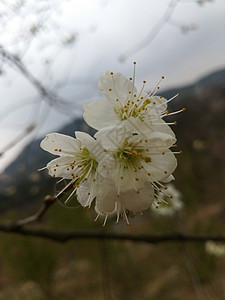 梨花背景图片