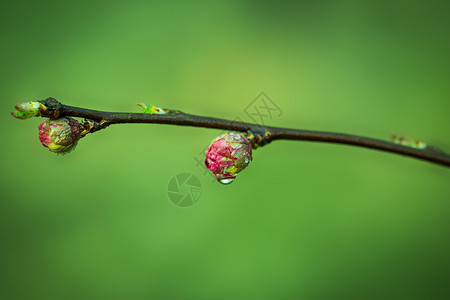 梅花与水素材三月梅花背景