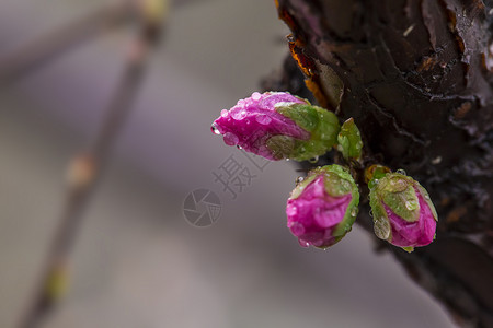 三月梅花三月梅花高清图片