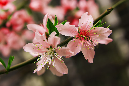 大红桃花桃花背景