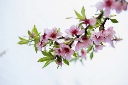 春暖花开粉红色桃花背景图片