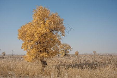 新疆塔克拉玛干大漠沙漠胡杨金秋黄叶芦苇高清图片