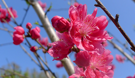 桃花图片