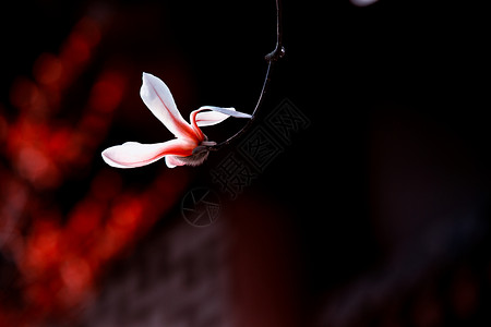 红色大花朵白玉兰背景
