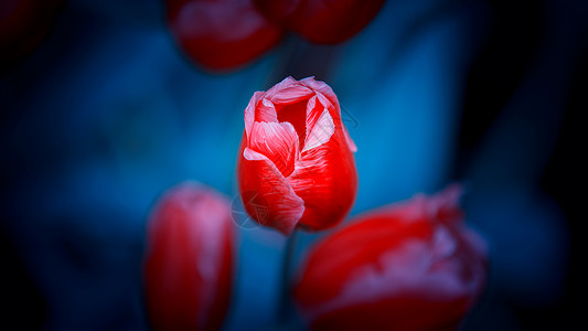 郁金香图片红色虚化花朵高清图片
