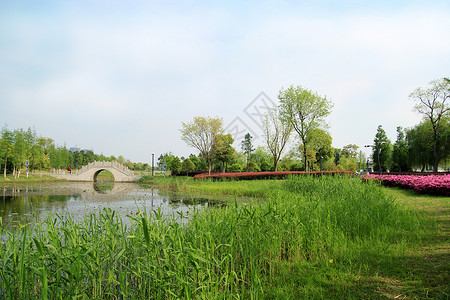 水杨柳春暖花开背景