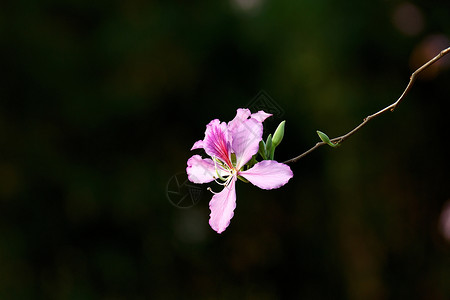 鲜艳桃花春天湿地公园中美丽的花朵背景