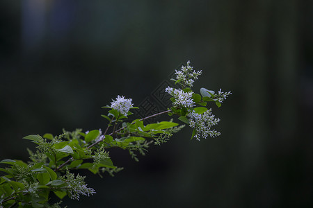 春暖花开九里香背景