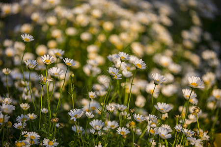 春暖花开白色植物菊花高清图片