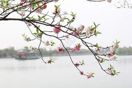 江南杨柳烟雨江南背景