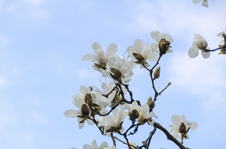 樱花绽放西湖樱花高清图片