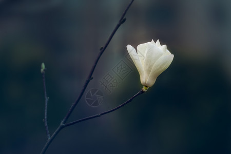 一枝白花春天里的白玉兰背景