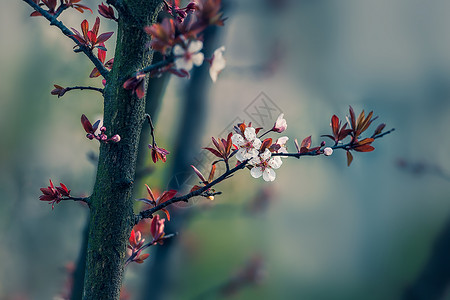 春天里的红叶梨花背景图片