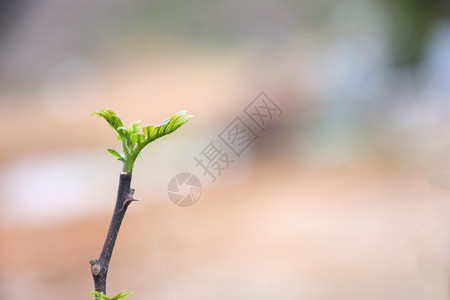 发芽的小树苗背景图片