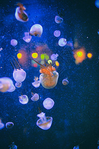 海洋馆水母背景图片