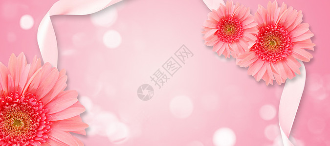 小雏菊高清粉色唯美背景设计图片