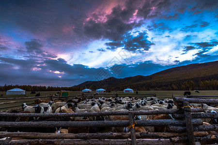 大草原绚烂日出下的牛群背景图片