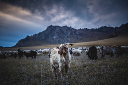 户外远动草原上流动的羊群背景
