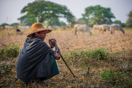 缅甸乡村放牧的人图片