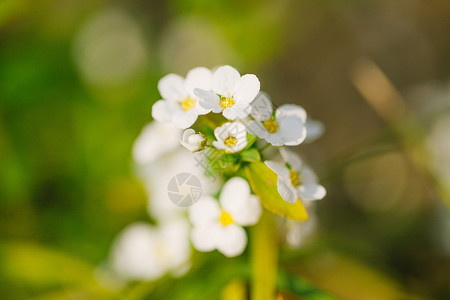 榆绣线菊绣线菊背景