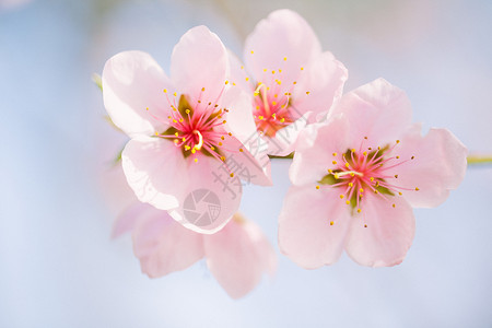 粉色百合花花枝桃花背景