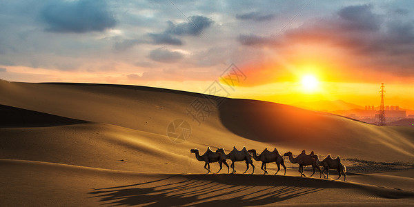 新疆沙漠骆驼团队精神设计图片