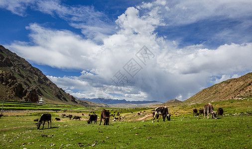 西藏高原上的牦牛群背景图片
