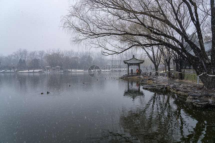 春雪图片