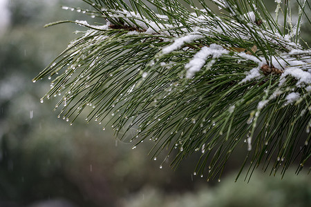 春雪乙未春雪高清图片