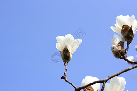 春季的花枝春天里的白玉兰背景