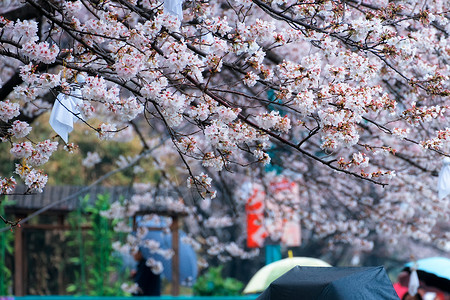 三月赏樱花雨中人头攒动看樱花的人群背景