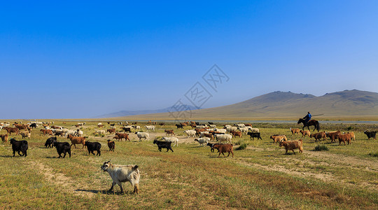内蒙古大草原上的羊群背景图片