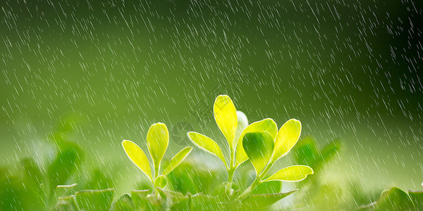 雨水天气雨中植物设计图片