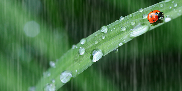 绿色瓢虫雨中的瓢虫设计图片