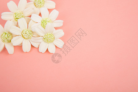 珊瑚粉色粉色背景下的花背景