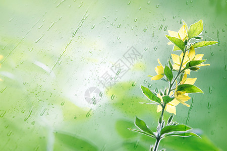 花与雨水湿润雨中的黄色花朵设计图片
