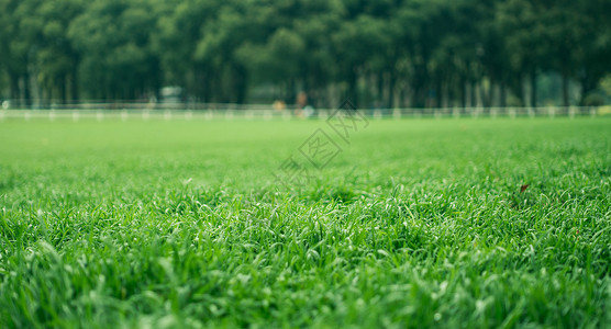 践踏草坪绿色草地背景