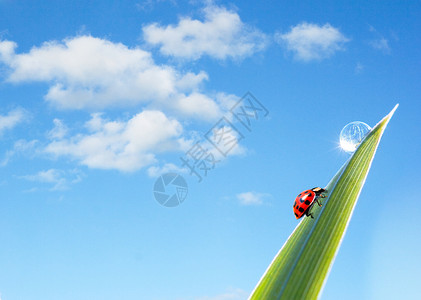 可爱晴空白云绿叶上的瓢虫设计图片