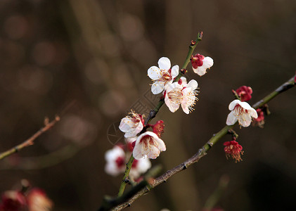 清明时节柳树桃花盛开背景