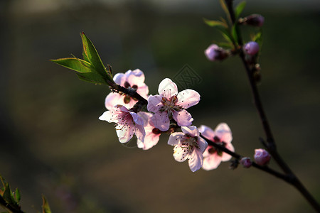 桃花盛开庭院春色高清图片