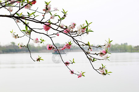 桃花盛开庭院春色高清图片